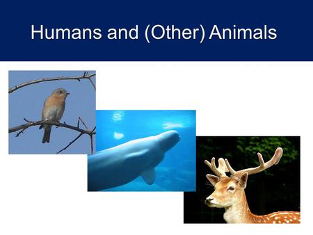 Humans and (Other) Animals. Lesson aims  To introduce issues about the moral status of animals  To consider the range of biblical perspectives on this.