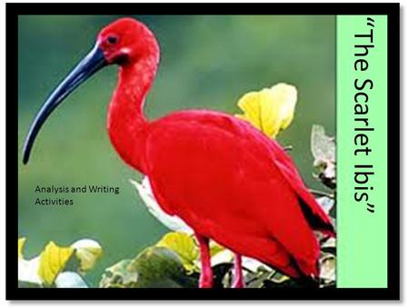 “The Scarlet Ibis” Analysis and Writing Activities.