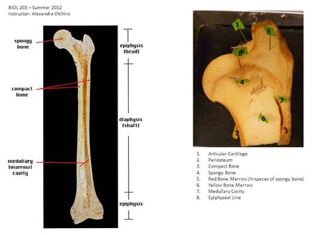 1 2 4 5 6 7 8 1.Articular Cartilage 2.Periosteum 3.Compact Bone 4.Spongy Bone 5.Red Bone Marrow (In spaces of spongy bone) 6.Yellow Bone Marrow 7.Medullary.