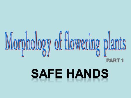 Morphology of flowering plants