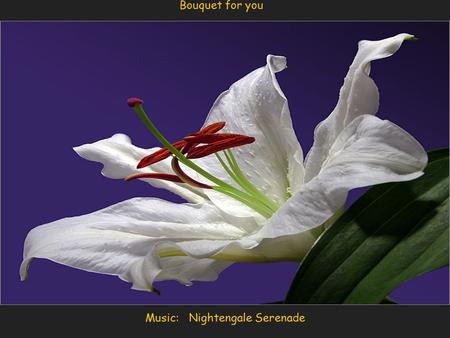 Music: Nightengale Serenade Bouquet for you You may not realize this but the following is 100% true. Think about some part of it daily.