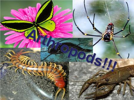 Arthropods!!!.