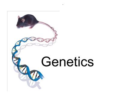 Genetics. Genetics Focus Question: –If most organisms start from a single cell, than why don’t we all look the same? Prediction: –Why do you think species.