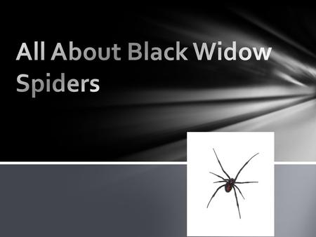 Black Widows eat bugs. Black Widows rap them up. Black Widows put juices in the bug then it starts sucking it’s food What to eat and how.