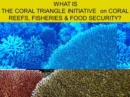 WHAT IS THE CORAL TRIANGLE INITIATIVE on CORAL REEFS, FISHERIES & FOOD SECURITY?