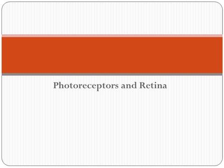 Photoreceptors and Retina