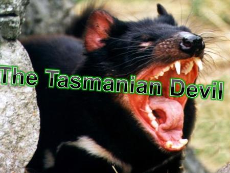 Tasmanian Devils are nocturnal so they sleep during the day and hunt at night. The Tasmanian devil is very vicious and bad tempered, if bothered it.