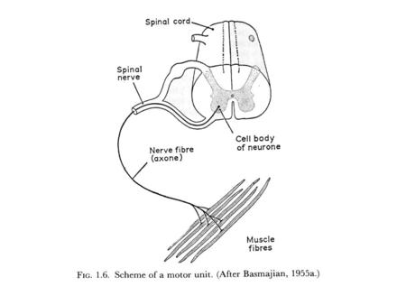 Depolarization of Muscle Membrane The EMG signal is derived from the depolarization of the muscle membrane. The electrodes record the sum of all of the.