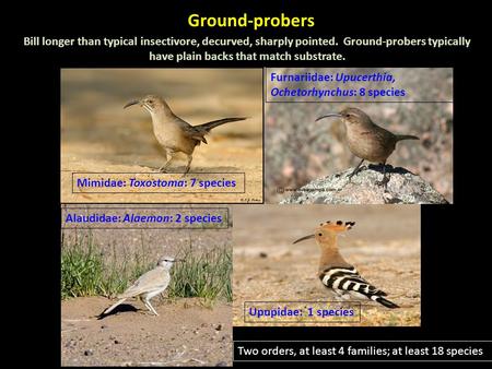 Ground-probers Bill longer than typical insectivore, decurved, sharply pointed. Ground-probers typically have plain backs that match substrate. Mimidae: