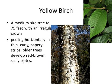 Yellow Birch A medium size tree to 75 feet with an irregular crown