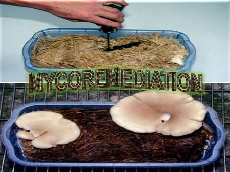 MYCOREMEDIATION.