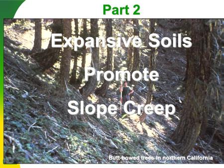 Part 2 Expansive Soils Promote Slope Creep Butt-bowed trees in northern California.