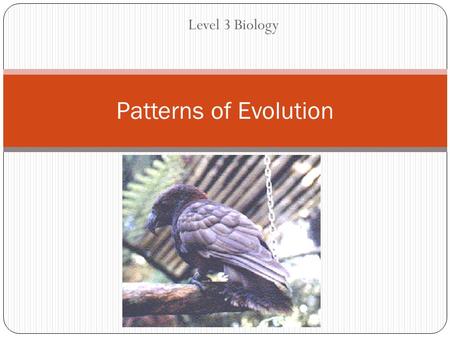 Level 3 Biology Patterns of Evolution. Things to learn (in brief) Patterns of evolution. Use the process of evolution: speciation (sympatric, allopatric)