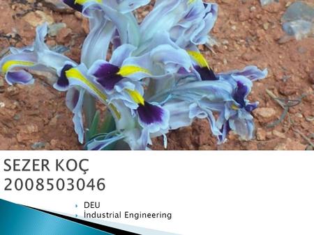 SEZER KOÇ 2008503046  DEU  İndustrial Engineering.