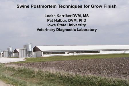 Swine Postmortem Techniques for Grow Finish Locke Karriker DVM, MS Pat Halbur, DVM, PhD Iowa State University Veterinary Diagnostic Laboratory.