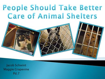 Jacob Schwint Maggie Grapevine Pd.7. Dee, a pit bull terrier mix, stares out of her lonely cell. Six to eight million dogs and cats are living in animal.