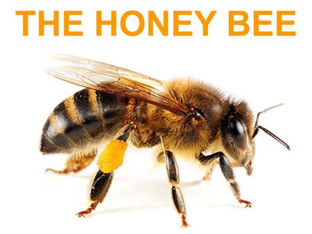 THE HONEY BEE. وَأَوْحَىٰ رَبُّكَ إِلَى النَّحْلِ أَنِ اتَّخِذِي مِنَ الْجِبَالِ بُيُوتًا وَمِنَ الشَّجَرِ وَمِمَّا يَعْرِشُونَ And your Lord revealed.