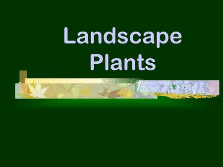 Landscape Plants. Objectives  List & describe the 6 shapes of trees.  List & describe the 7 shapes of shrubs.  Describe the factors that are important.