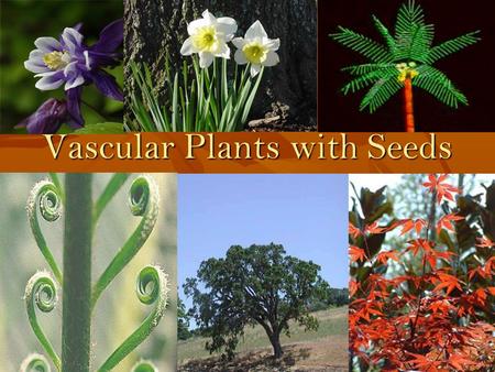 Vascular Plants with Seeds