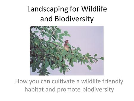 Landscaping for Wildlife and Biodiversity How you can cultivate a wildlife friendly habitat and promote biodiversity.