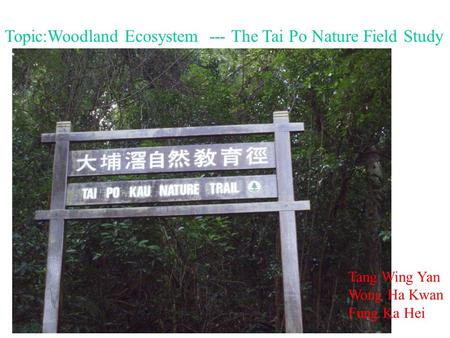 Topic:Woodland Ecosystem --- The Tai Po Nature Field Study Tang Wing Yan Wong Ha Kwan Fung Ka Hei.