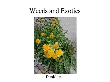 Weeds and Exotics Dandelion. What is a weed? a plant in the wrong place a plant out of place a plant whose virtues are yet to be discovered one person’s.