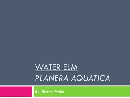 WATER ELM PLANERA AQUATICA By: Rachel Finke. Water Elm Planera Aquatica  The Water Elm is a medium sized, deciduous tree in the southeastern part of.