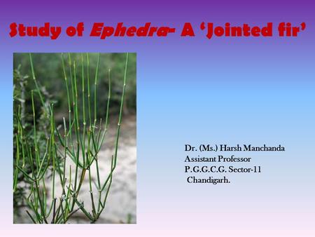 Study of Ephedra- A ‘Jointed fir’