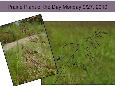 Prairie Plant of the Day Monday 9/27, 2010. Name of plant: Purple top Wildlife information: Plant Description: This native perennial grass is about 3-4'