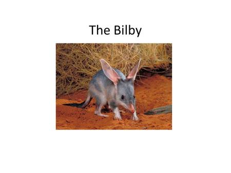 The Bilby Kkkkkkk mmmmmm.