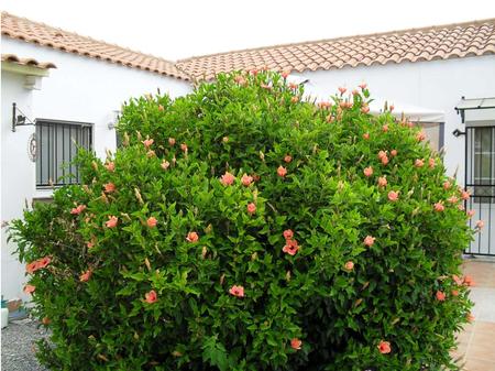 HIBISCUS SYRIACUS Malvaceae Family Aka Rose of Sharon, Althea, Hardy Hibiscus, Rose Mallow Origin – Asia National Flower of South Korea Deciduous Up.