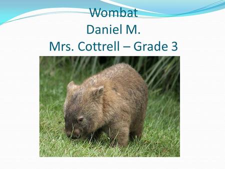 Wombat Daniel M. Mrs. Cottrell – Grade 3. Appearance Covered in brown and black fur Big black nose Tiny black eyes Whiskers 23 to 38 inches long 30 to.