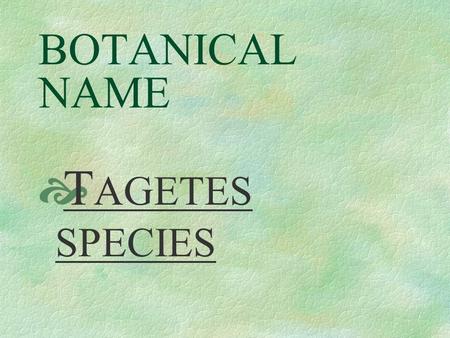 BOTANICAL NAME  T AGETES SPECIES PRONUNCIATION  TA - je - teez.