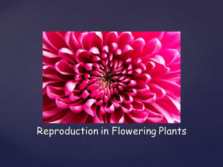 Reproduction in Flowering Plants