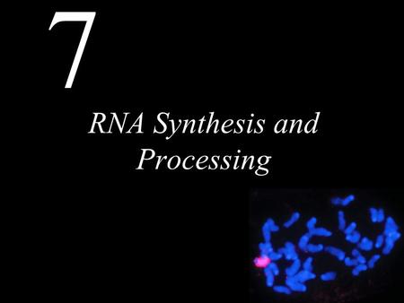 RNA Synthesis and Processing