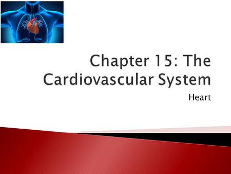 Heart  Hold up your clenched fist  Your heart is about the size of your fist ◦ Varies by gender, and age of the owner  Age changes are due to increases.