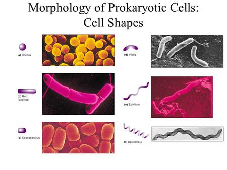 Morphology of Prokaryotic Cells: Cell Shapes. Morphology of Prokaryotic Cells: terminology in practice Curved rods: –Campylobacter species –Vibrio species.