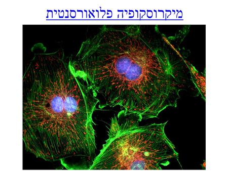 מיקרוסקופיה פלואורסנטית. Contrasting techniques - a reminder… Brightfield - absorption Darkfield - scattering Phase Contrast - phase interference Polarization.