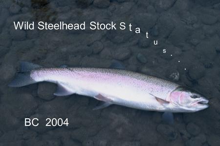 Wild Steelhead Stock S t a t u s BC 2004.... British Columbia in Perspective 1200 km (720 mi) south to north 500-1000 km (300 – 600 mi) wide 950,000 sq.