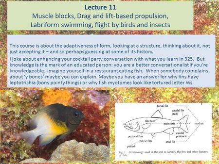 Lecture 11 Muscle blocks, Drag and lift-based propulsion, Labriform swimming, flight by birds and insects This course is about the adaptiveness of form,