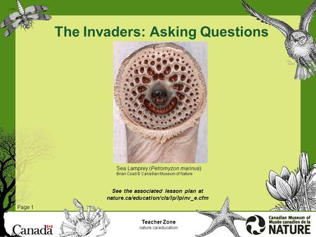 The Invaders: Asking Questions Page 1 Teacher Zone nature.ca/education See the associated lesson plan at nature.ca/education/cls/lp/lpinv_e.cfm Sea Lamprey.