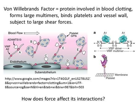 8&q=von+willebrands+factor+clotting&um=1&ie=UTF- 8&source=og&sa=N&hl=en&tab=wi&biw=987&bih=503 Von.