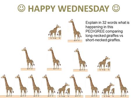 HAPPY WEDNESDAY Explain in 32 words what is happening in this PEDIGREE comparing long-necked giraffes vs short-necked giraffes.