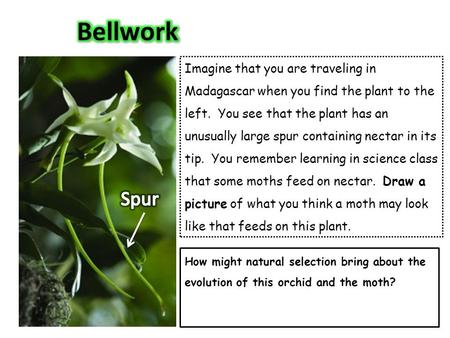 Bellwork Imagine that you are traveling in Madagascar when you find the plant to the left. You see that the plant has an unusually large spur containing.