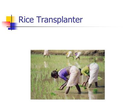 Rice Transplanter. Rice Market 20% of the world’s calorie supply, and 30% of Asia’s Top producers are China (31%) and India (20%) Grown primarily for.