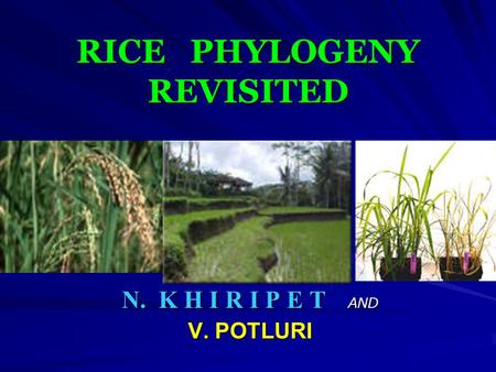 RICE PHYLOGENY REVISITED N. K H I R I P E T AND V. POTLURI.