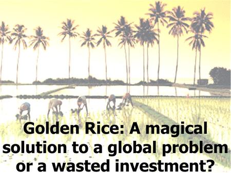 Golden Rice: A magical solution to a global problem or a wasted investment?