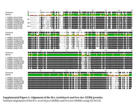 Supplemental Figure 1: Alignment of the five Arabidopsis and two rice SERK proteins Multiple alignments of the five Arabidopsis SERKs and two rice SERKs.