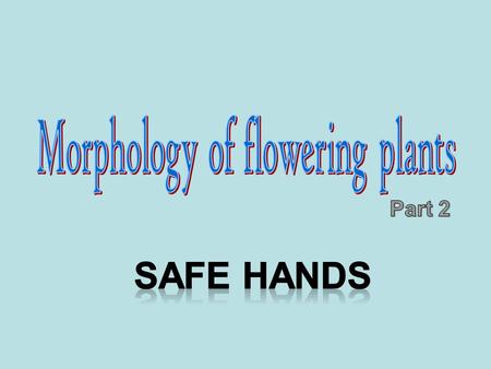 Morphology of flowering plants