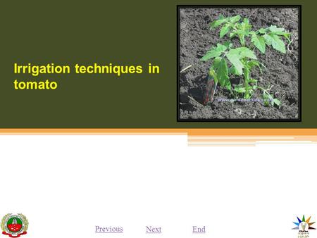 Irrigation techniques in tomato Previous NextEnd.